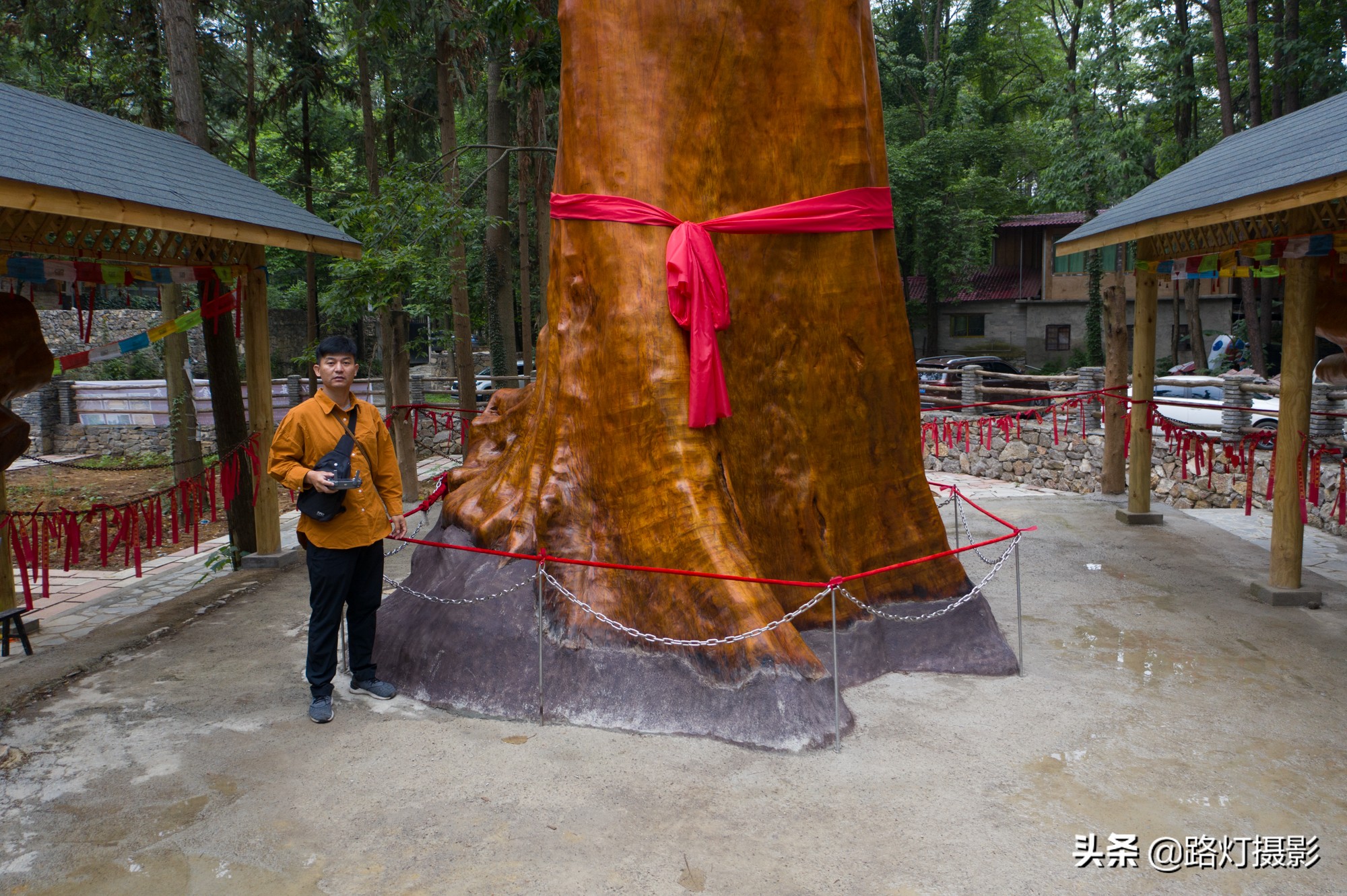 渡劫失败(贵阳发现4300年金丝楠木，因渡劫失败被火焚烧，如今价值上亿元)