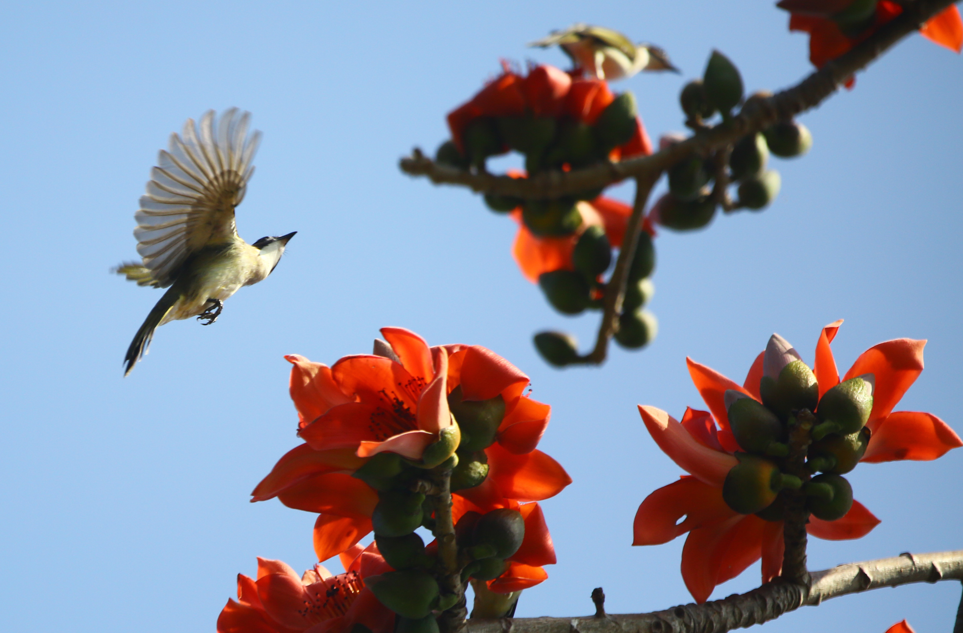 赏读:木棉花开分外红