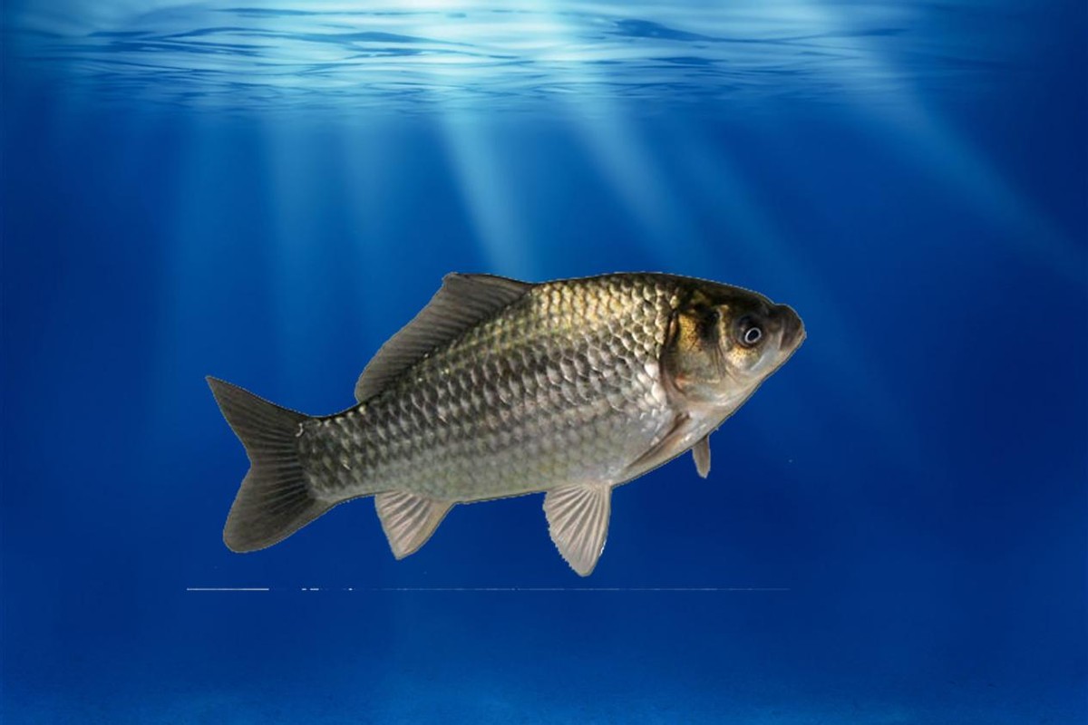 罗非鱼，连吃货都嫌弃的入侵物种，到底有多可怕？