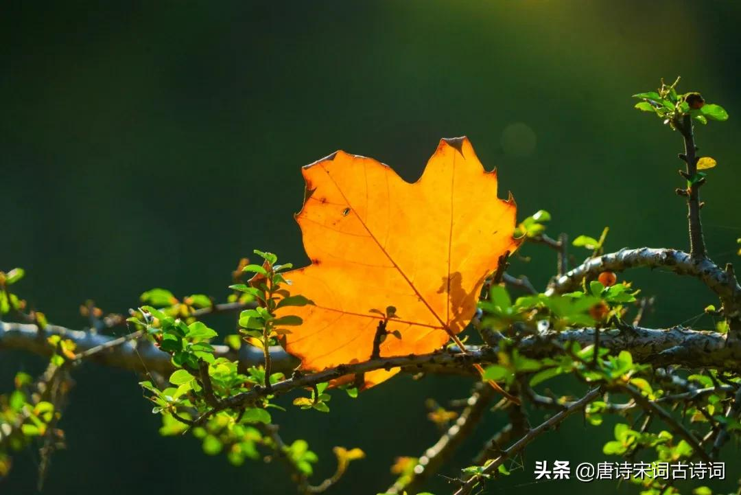 今日立秋，古诗词里与夏天告别