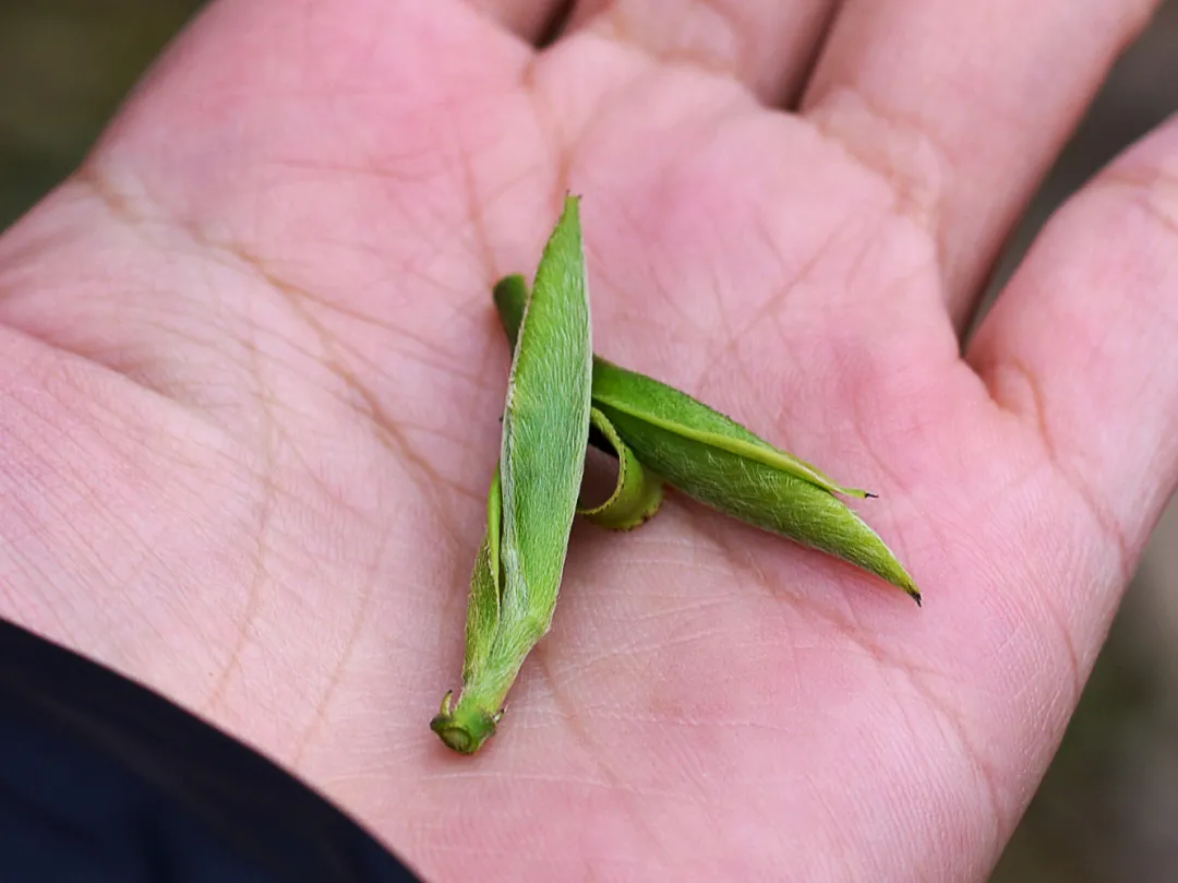 这些茶香味你感受过吗？（上）新白茶香气你喜欢哪种？吾雨茶课堂