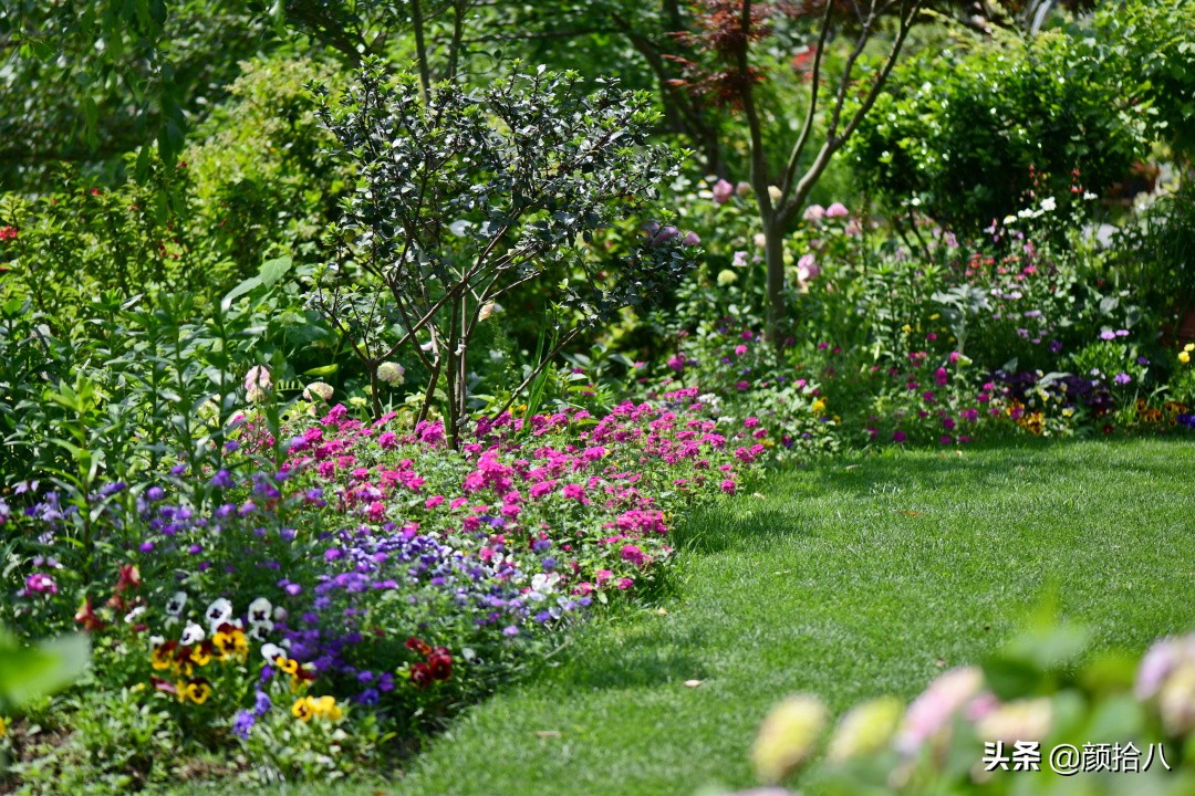 4-5月经常修剪,让黑麦草维持在短寸头状态,也让马尼拉有了更多变绿的