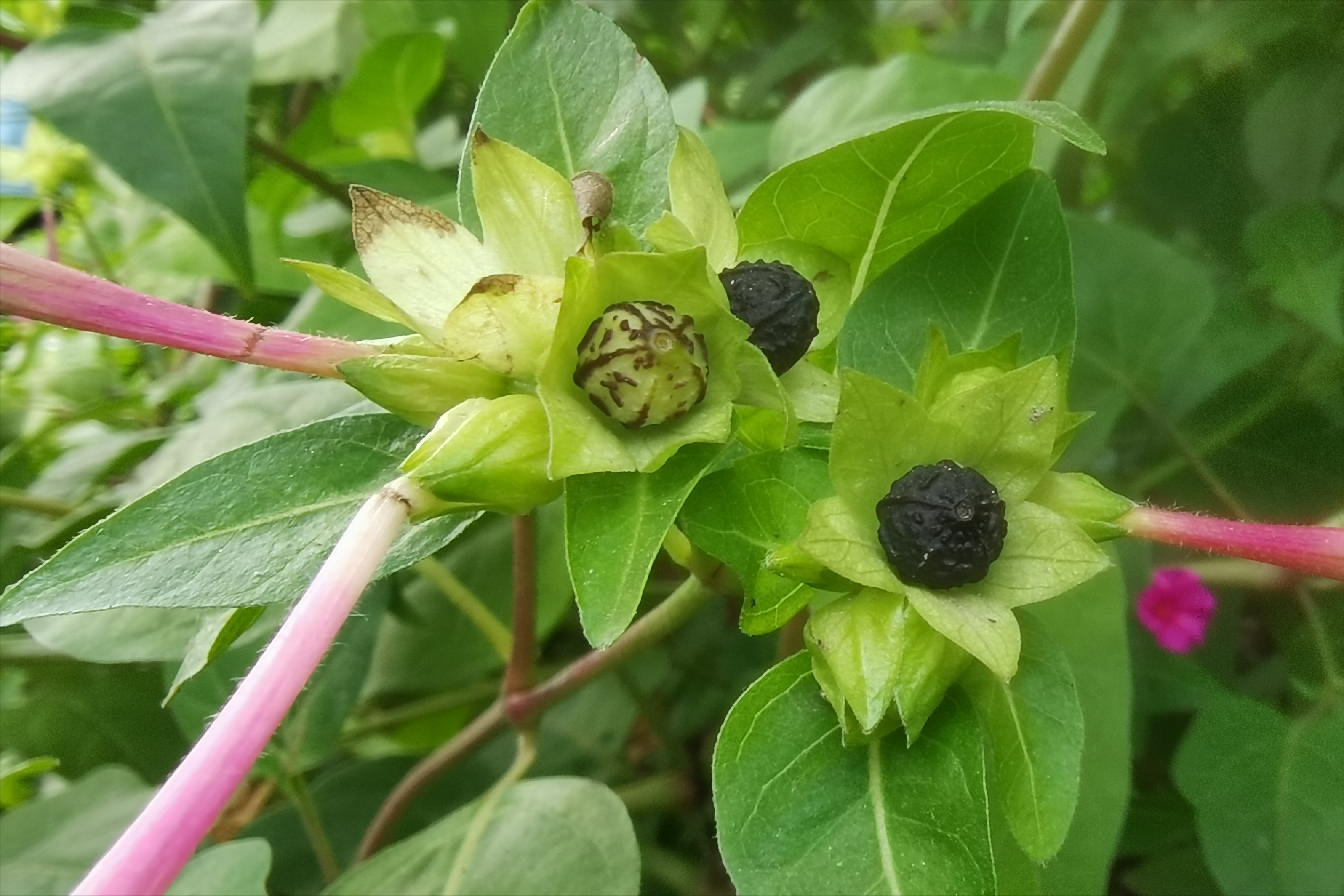 农村野花"胭脂花",脸上粉刺的克星,采集果子没想到价值这么高