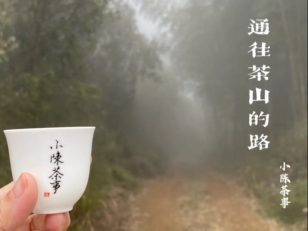 春茶季，除了白毫银针、白牡丹、春寿眉，说说太姥山的雾与露