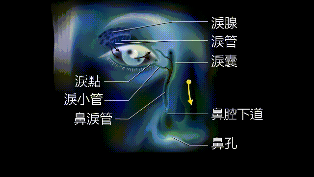 当你爆发过敏性鼻炎时，这就是你体内发生的故事