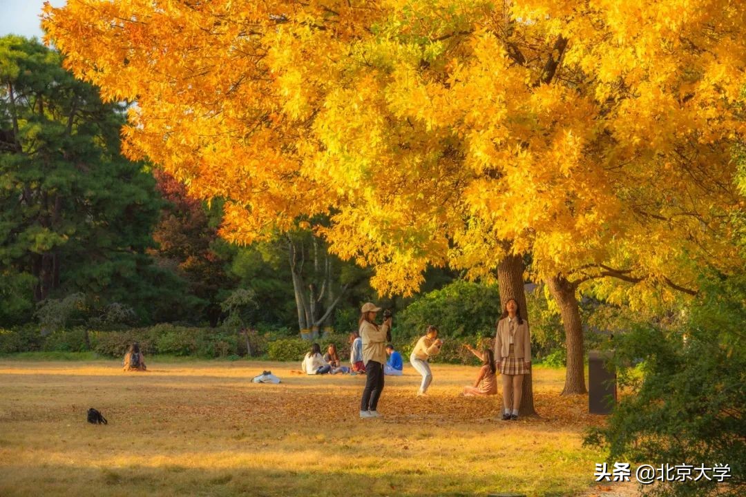 独家限定！北大赏秋地图来了