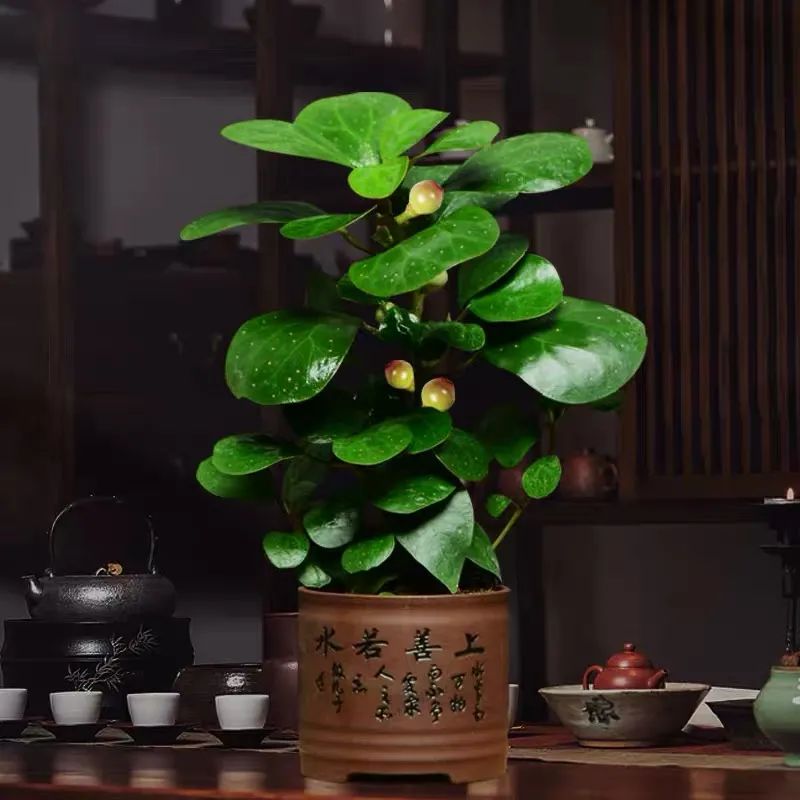 菩提树盆栽养殖方法(菩提树的4个正确养护小技巧)