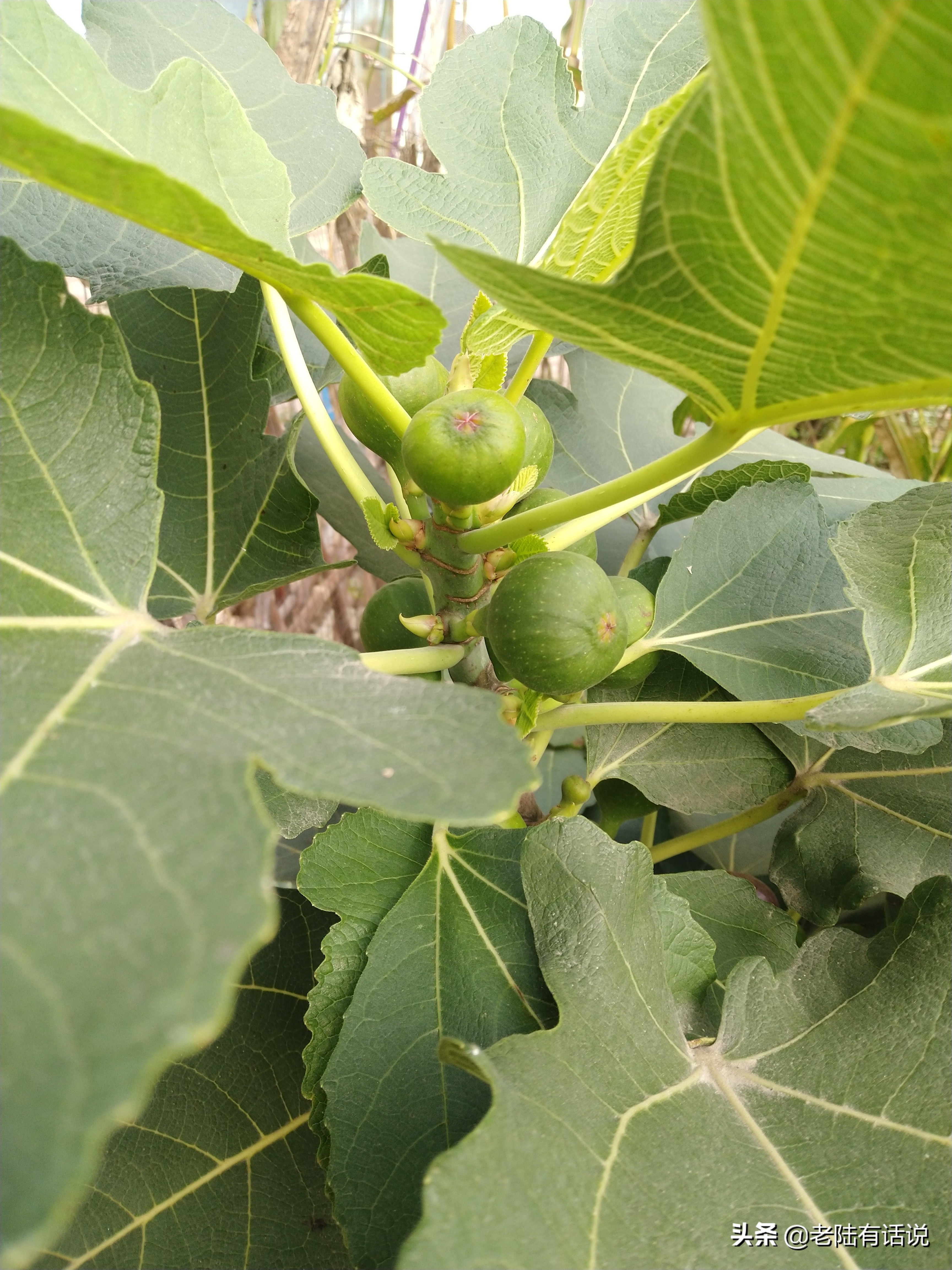 我的城市小菜园，我的田园之梦，金秋收获绿色食品