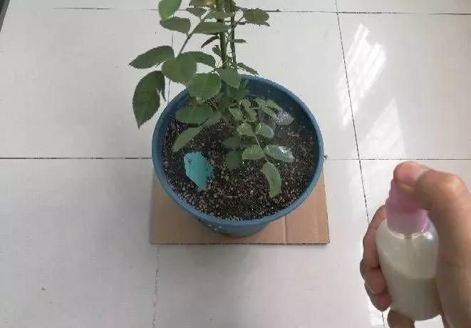 盆里倒一瓶牛奶，虫子全赶跑，叶子油绿发亮还茂盛！