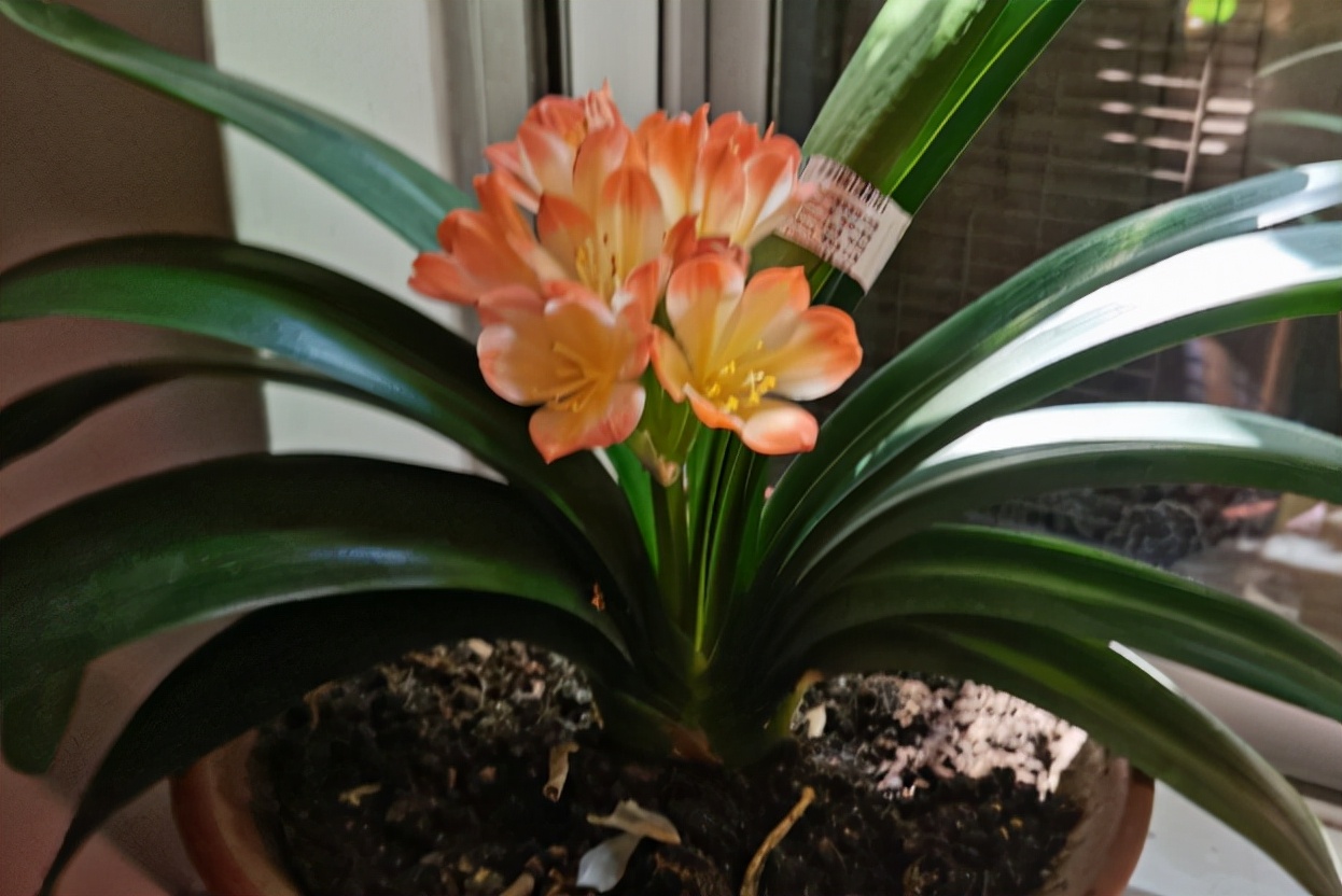 卧室放4种植物,“旺财”又健康,新手也能养好