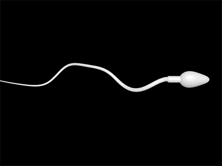 研究显示：精子像钻头一样钻入体内！它“欺骗”了科学家300多年