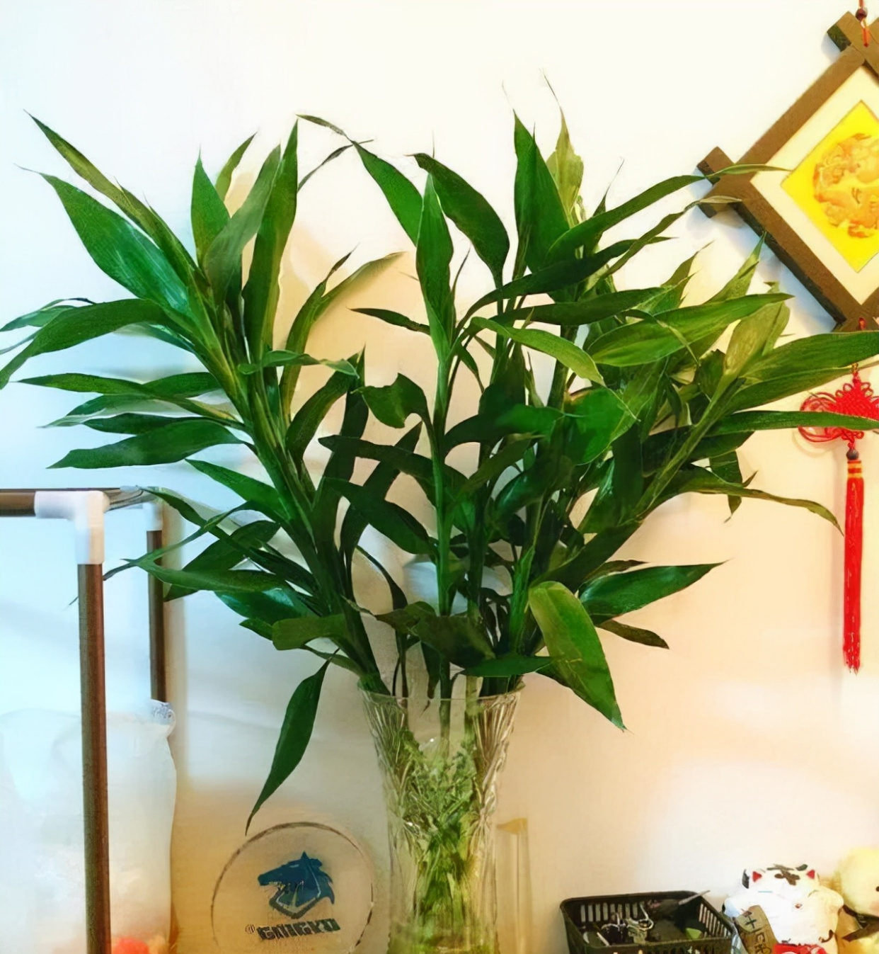 12种花,建议养一盆,不仅吸收废气,还有"旺财添福"的美好寓意