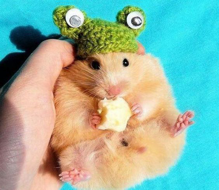 仓鼠的吞噬能力不是一般的强