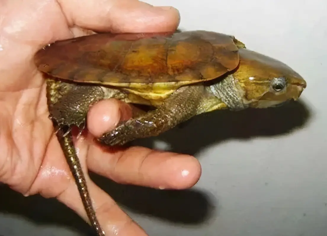 乌龟的种类图片及名称（乌龟的品种图片）