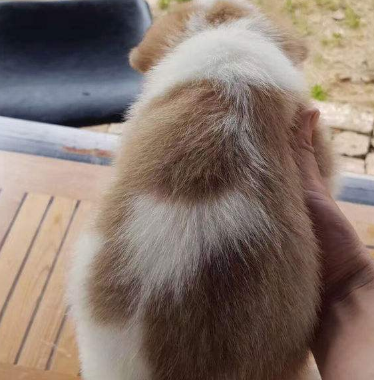 要想纯种柯基犬,那就要看它有无这些特征,有就是失格的