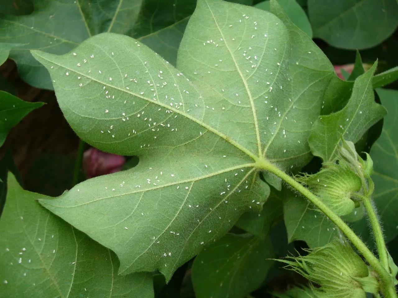 超越吡虫啉的新型杀虫剂，能治蓟马、蚜虫、飞虱，还能兼治地下虫
