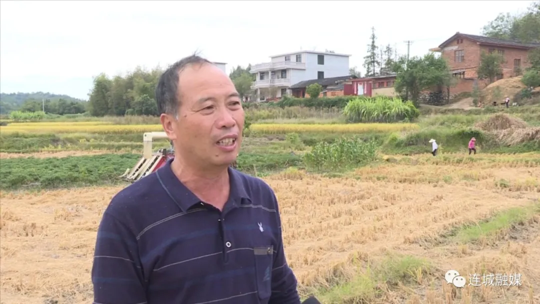 「全面推進鄉(xiāng)村振興」連城：9.3萬畝晚稻開鐮 機械化助力顆粒歸倉