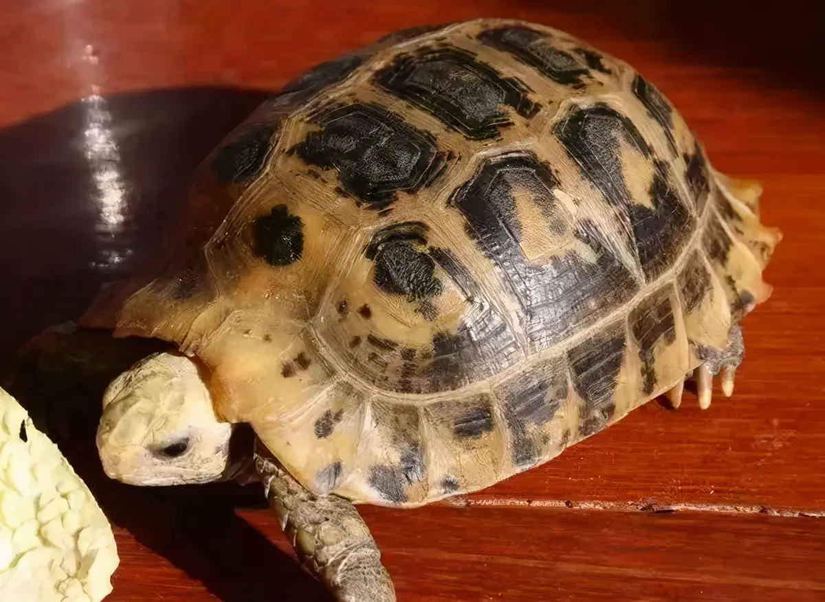 乌龟的种类图片及名称（乌龟的品种图片）