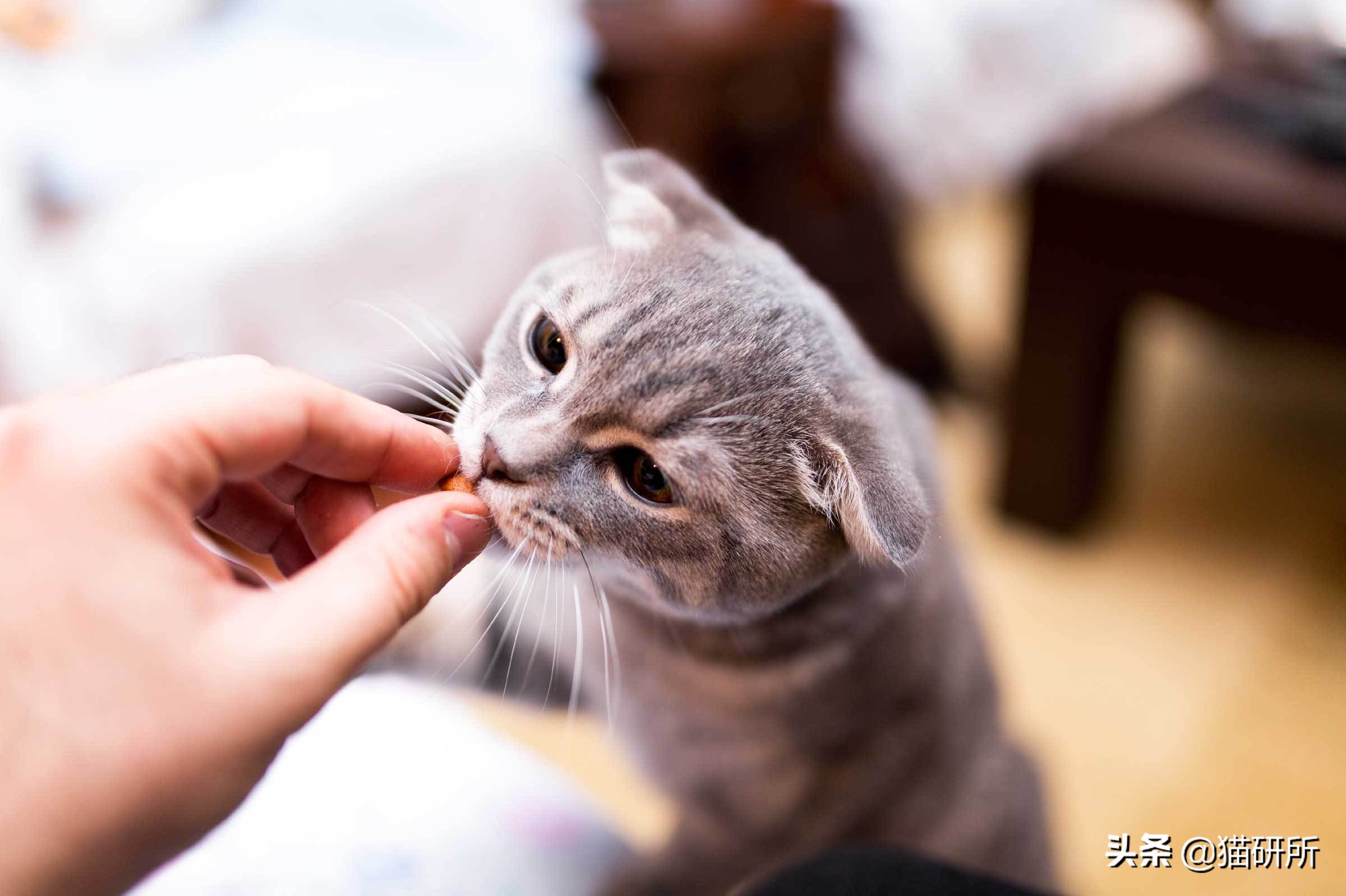 强行给猫喂药它会恨你吗(对猫家暴之后，十分后悔，该如何挽回我俩的关系啊？)