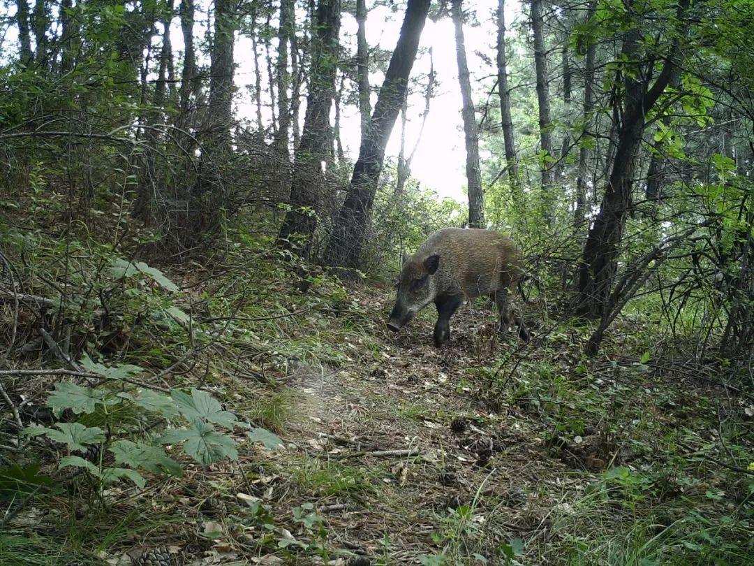 华北豹频频现身，为何仍难以控制当地野猪？豹子能打得过野猪吗？