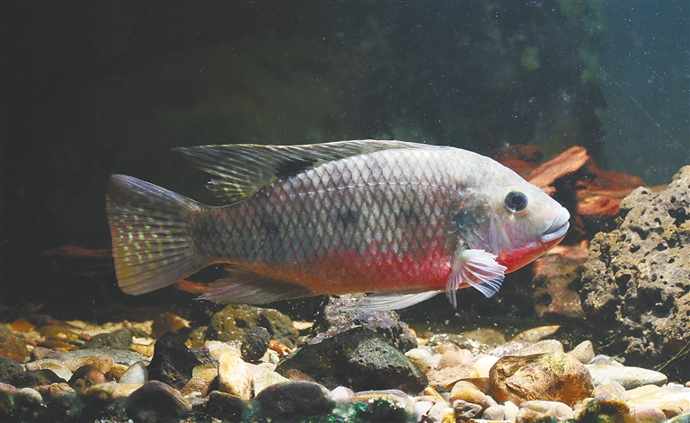 海南淡水魚圖鑒——給魚拍“證件照”