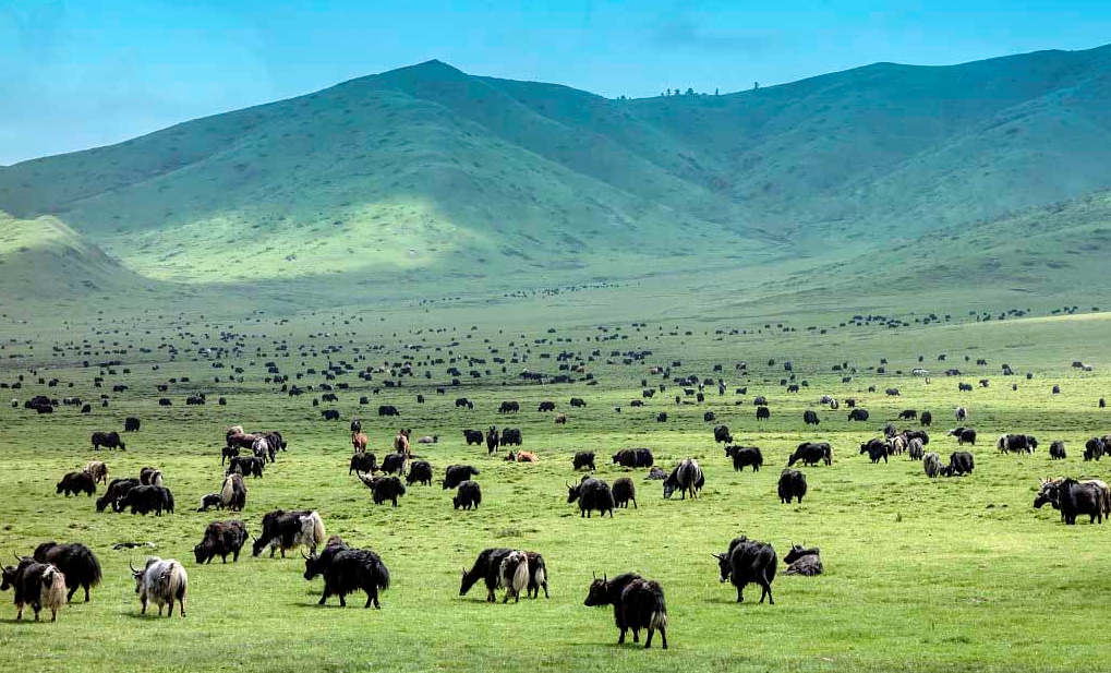 曝光！内蒙古的牛肉干为何那么受欢迎？详细制作方法在这里