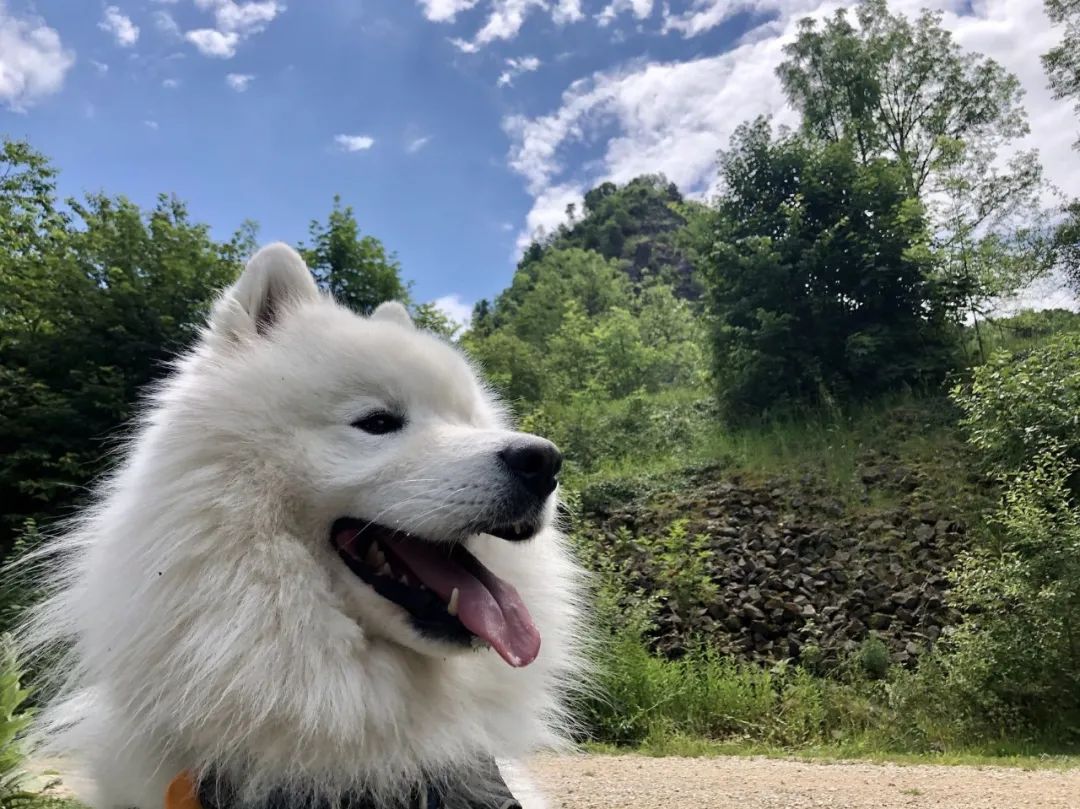 1岁的小狗已入而立之年？揭秘狗狗真实年龄的换算公式