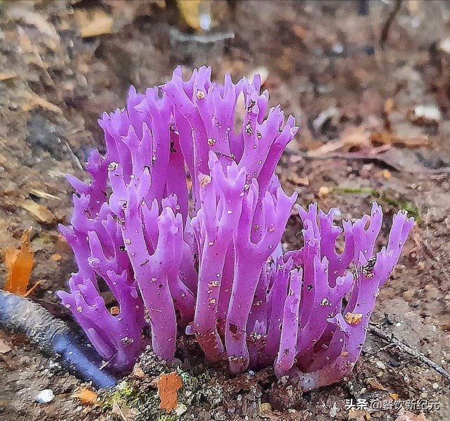 盘点森林里那些奇幻蘑菇,80后见过,90后听过,00后:这是个啥?