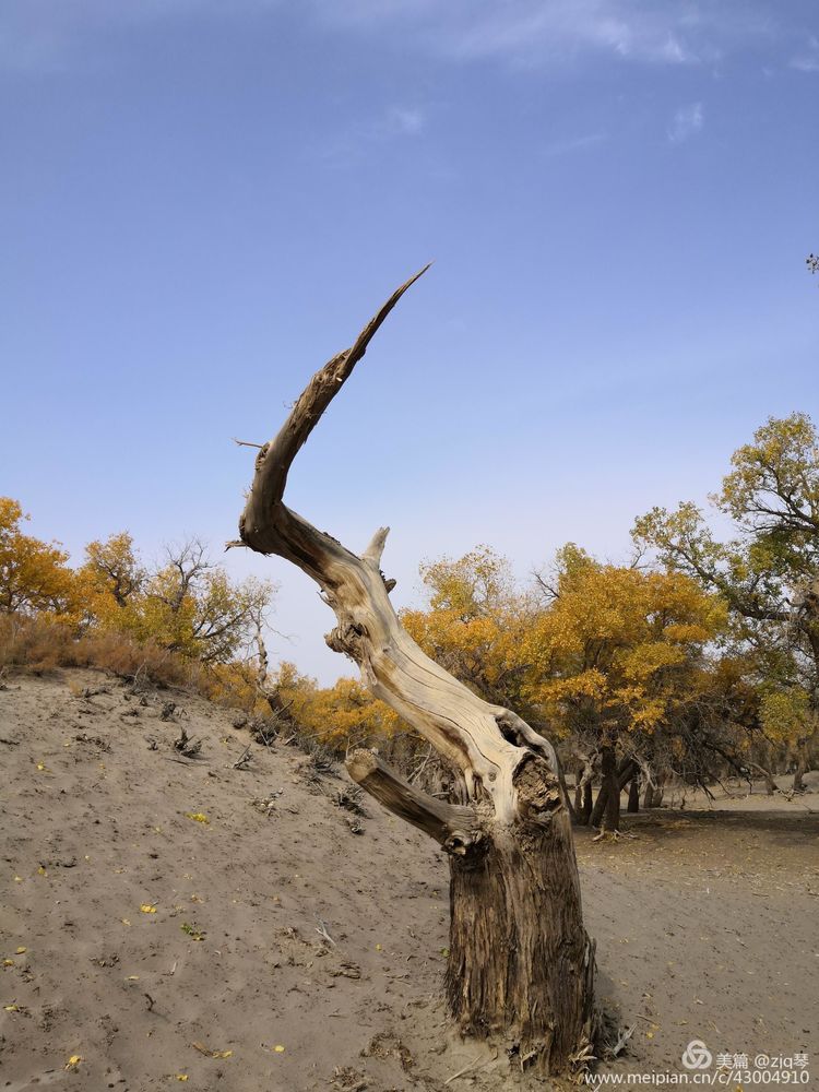 2019西北行｜胡杨：生而千年不死，死而千年不倒，倒而千年不朽