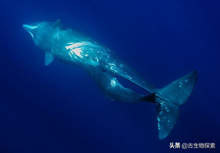 鲸鱼既然是哺乳动物，如何在水中喂奶？
