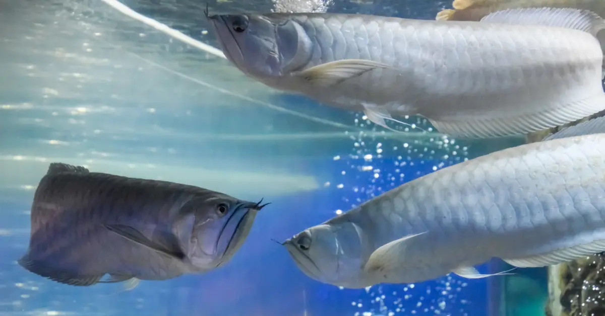 银龙鱼吃什么？如何喂银龙鱼？银龙鱼吃什么长得快？