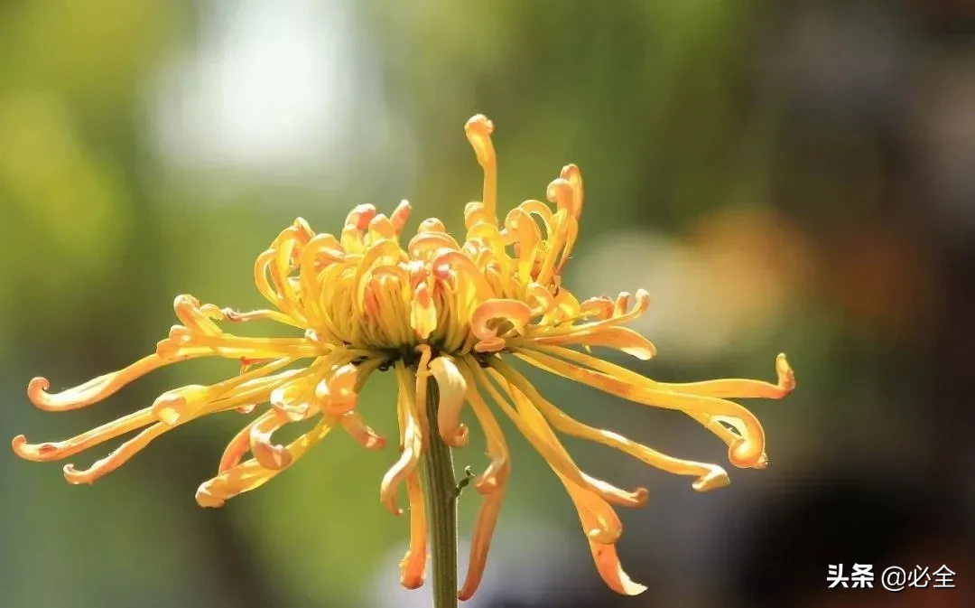 十大名花排名(中国十大名花排行榜，哪朵你爱？)