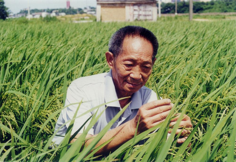 袁隆平：用一颗种子改变世界，身家千亿，却甘愿做个平凡的种田人