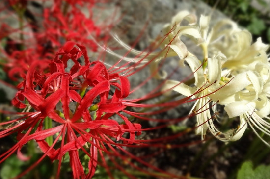 彼岸花寓意（彼岸花的花语及基本知识介绍）