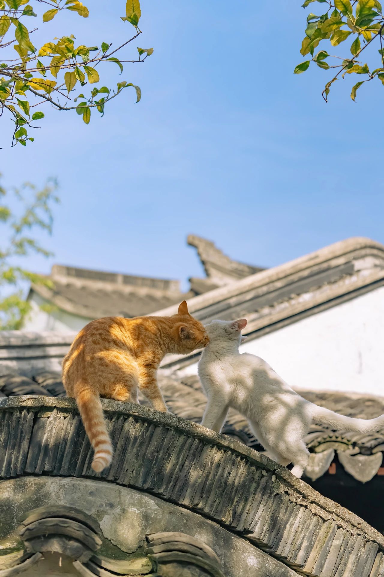 嬉笑怒打，皆是真爱——苏州园林里的“神仙眷侣”