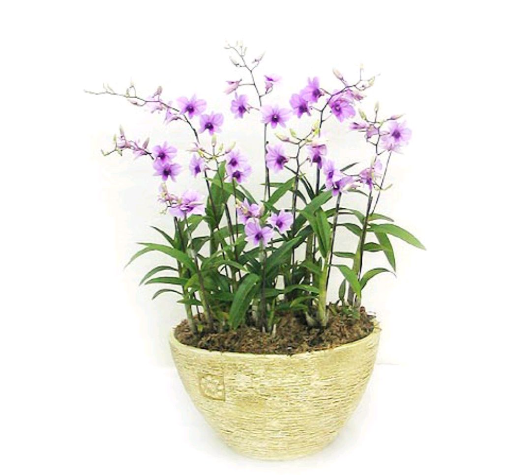 紫罗兰有毒吗（100种室内盆栽花草图鉴）