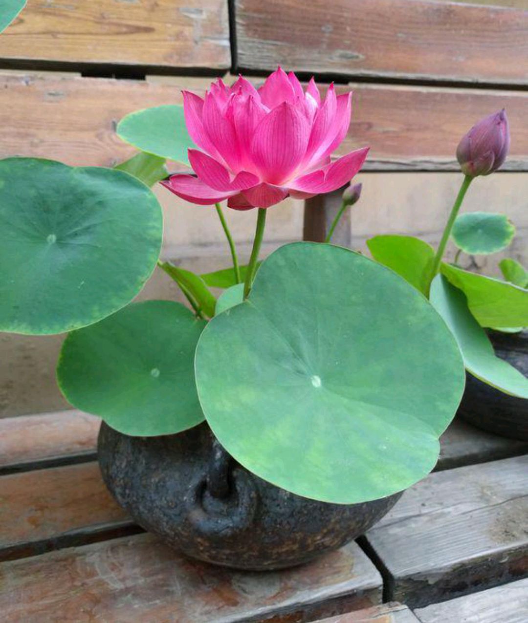 紫罗兰有毒吗（100种室内盆栽花草图鉴）