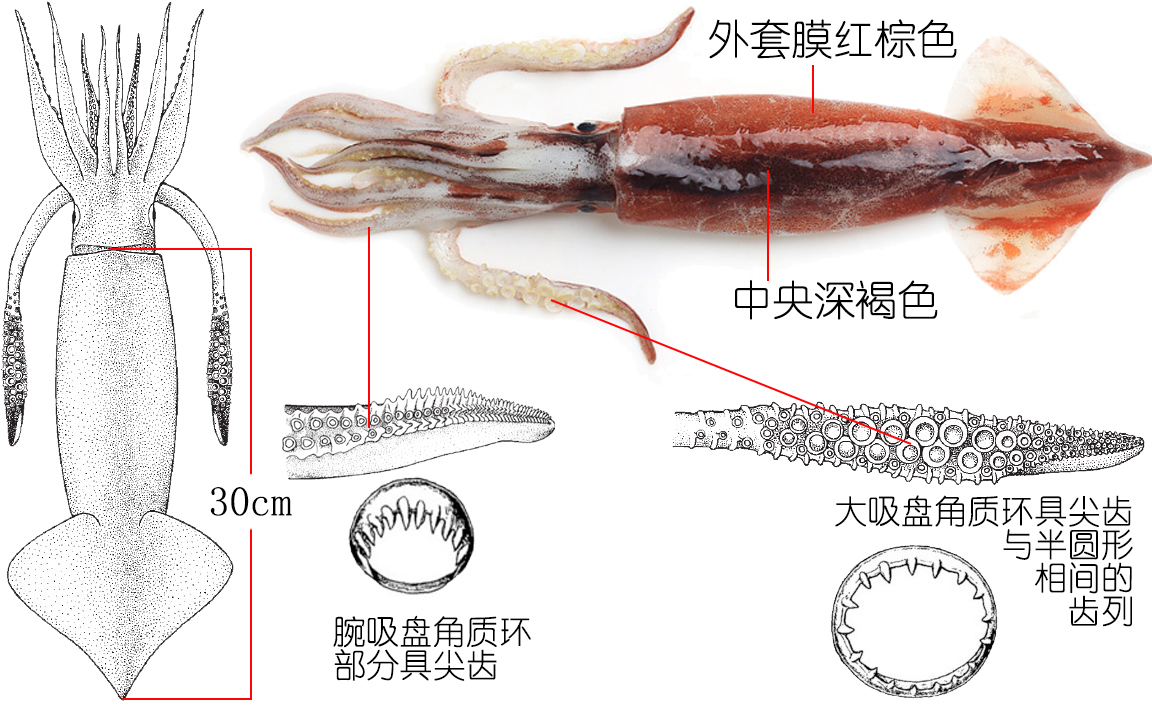 鱿鱼是鱼吗（鱿鱼的种类）