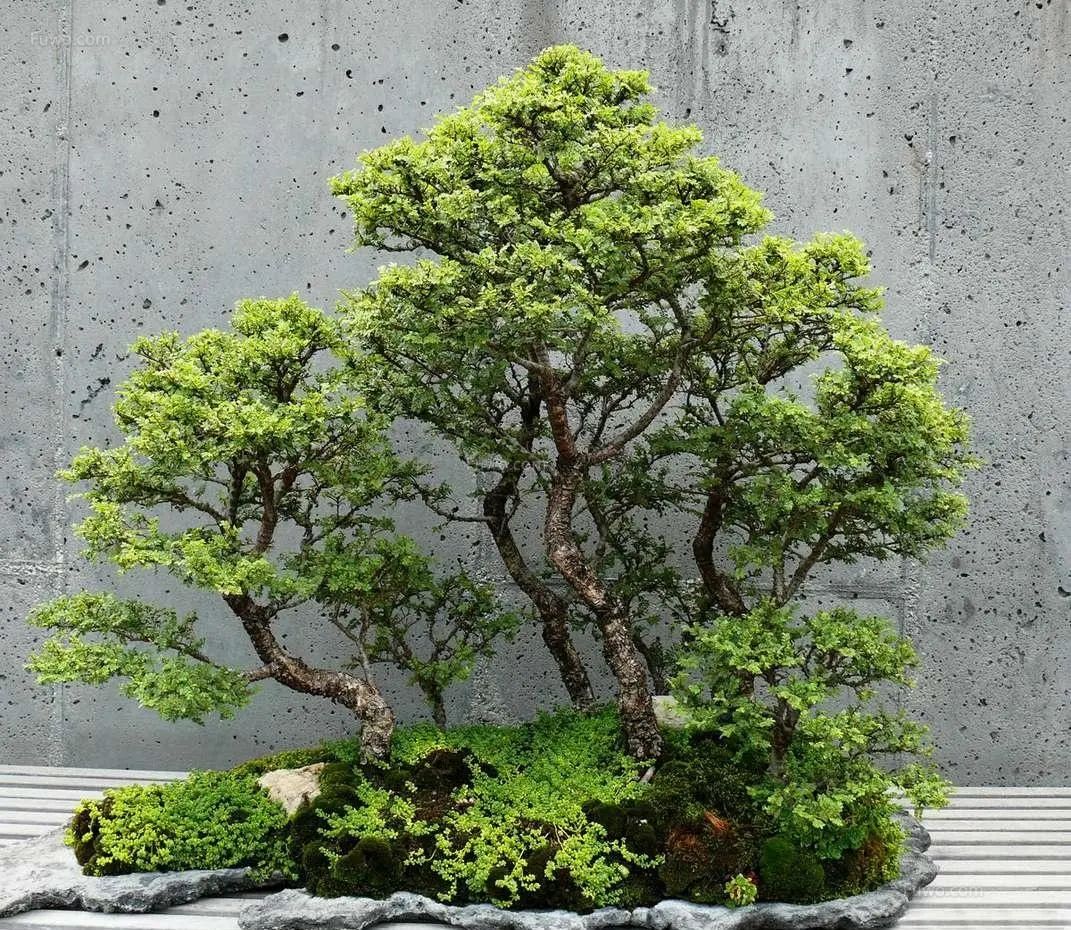 植物修复能力强大,瞧它这自愈“五大招”,招招都是逆境重生