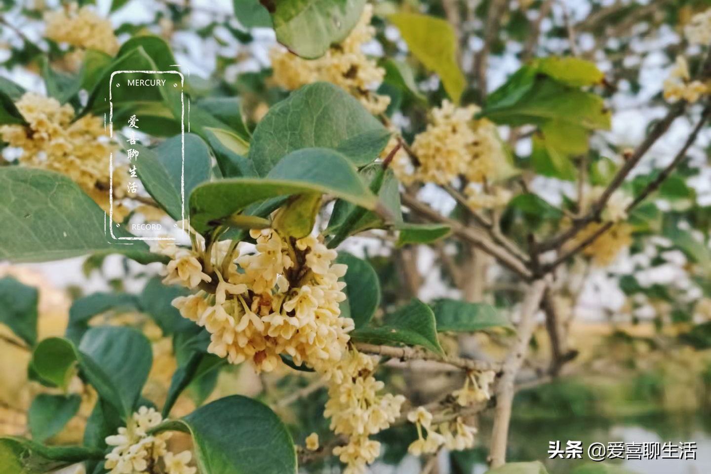 桂花蜜,桂花蜜 居無竹 dux