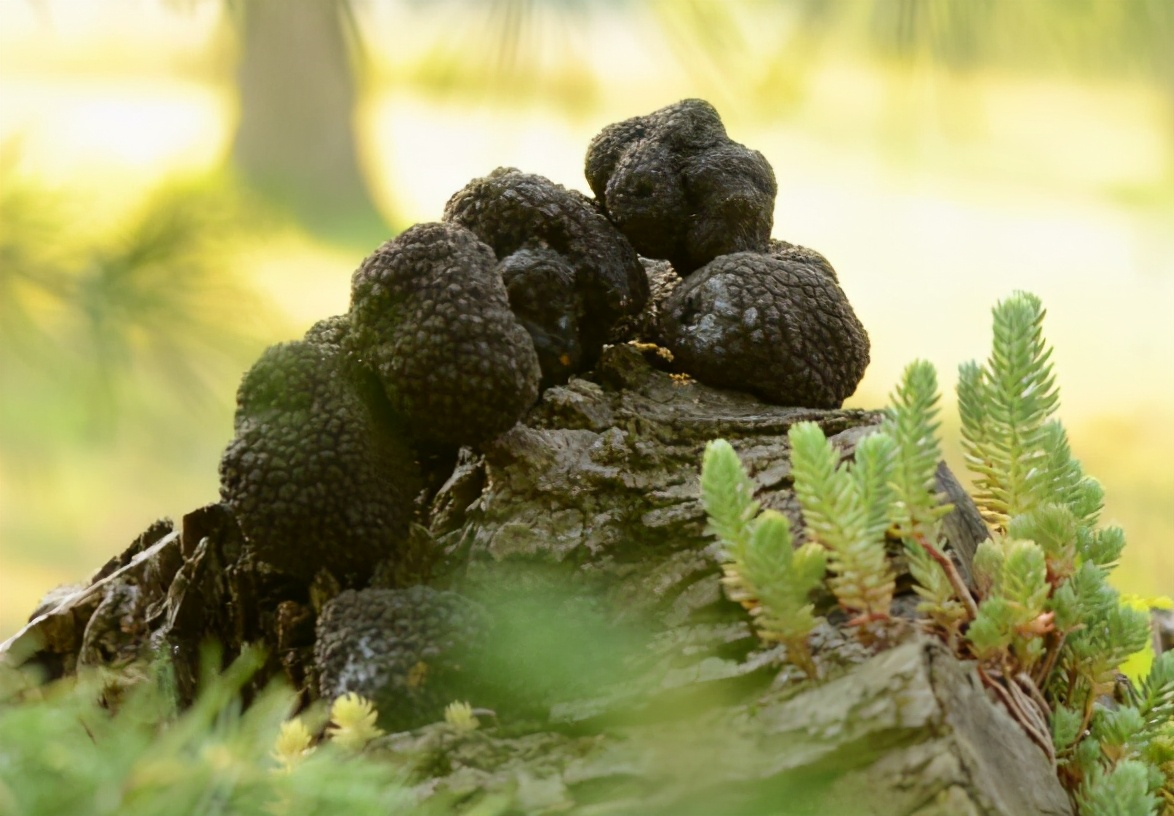 松露生长环境图片(藏在松树根部) - 赤虎壹号