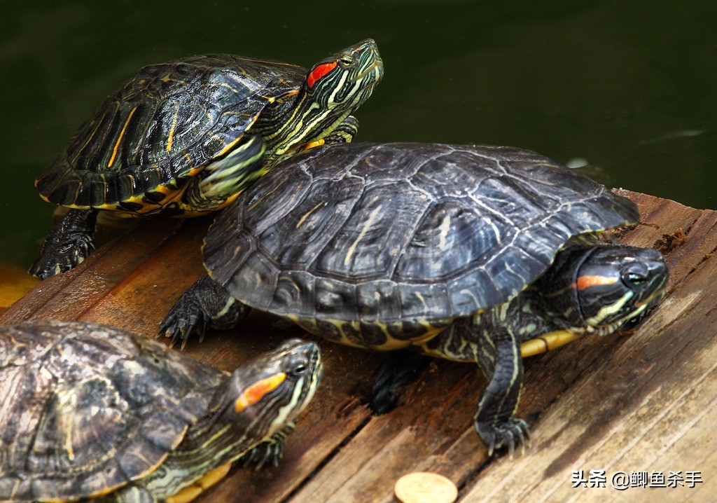 红耳龟(“巴西红耳龟”入侵中国，6个月就能繁殖，长江已经“失守”？)
