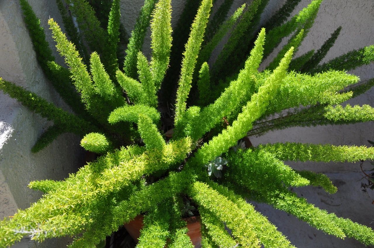 天门冬图片及类型(非常小众的狐尾天门冬盆栽介绍)