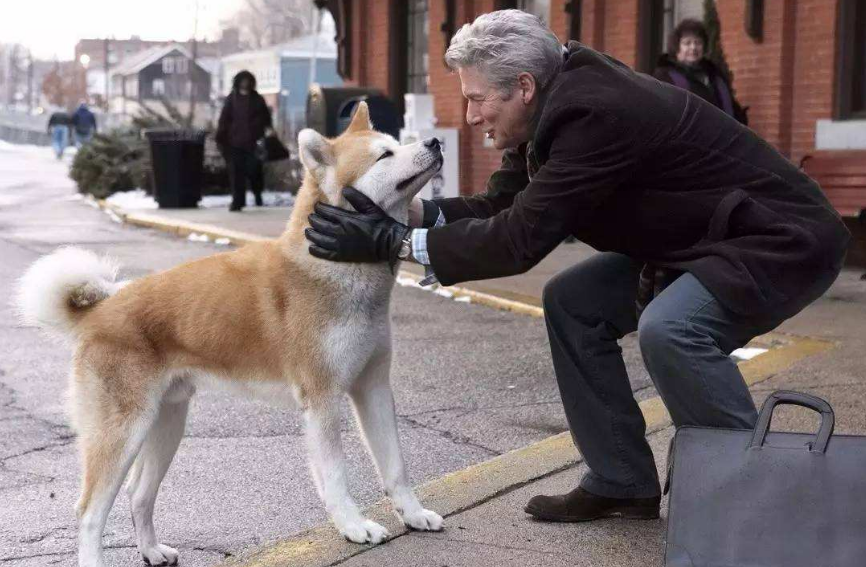 适合小户型的家庭养的小型名犬品种推荐