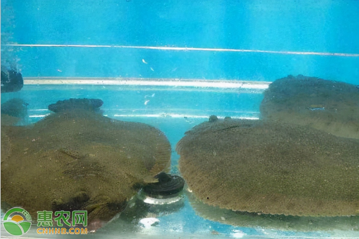 有刺吗?比目鱼价格一斤多少钱?