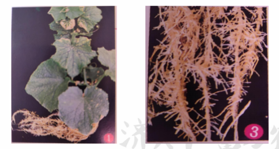 植物生理简介（植物生理的特性及土壤改良）