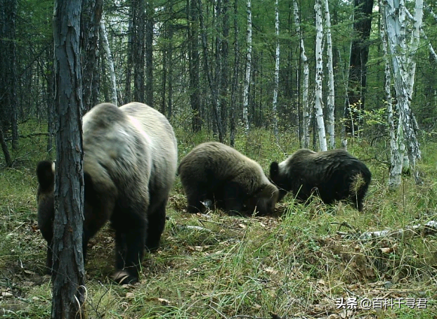 棕熊vs北极熊,谁是现存最大熊类?最大的棕熊和北极熊各有多大?