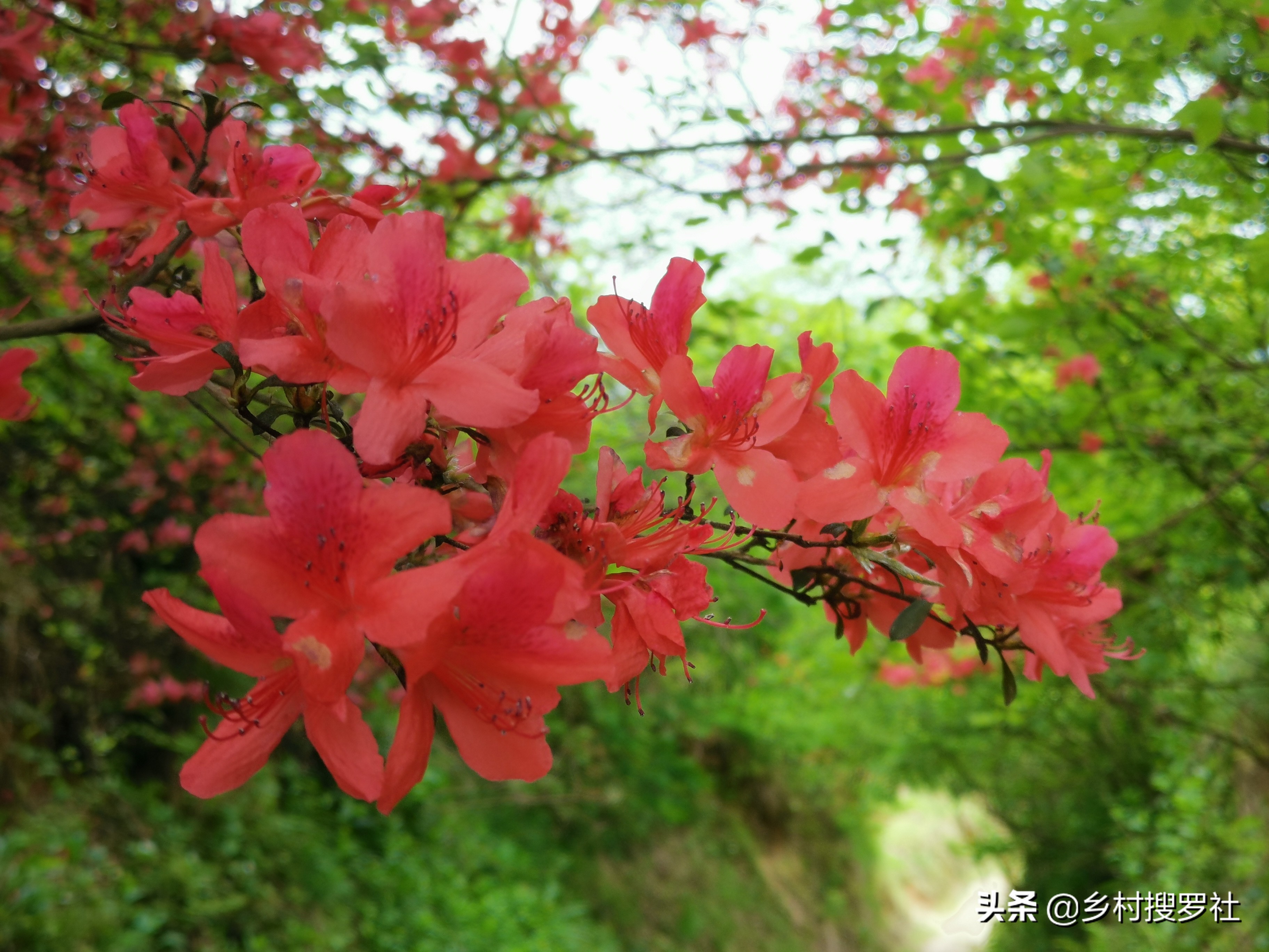 野生映山红带花移栽能活吗(映山红开花能移栽活吗)