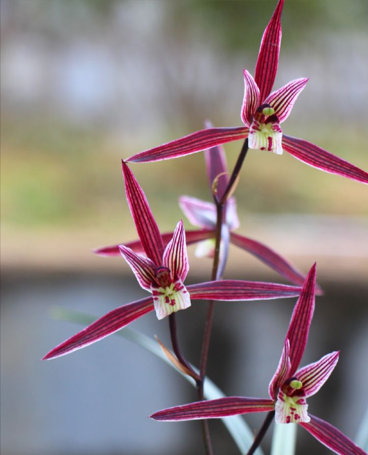 它是兰花界的“潇洒兰”，花色艳丽香味浓，摆一盆太美了