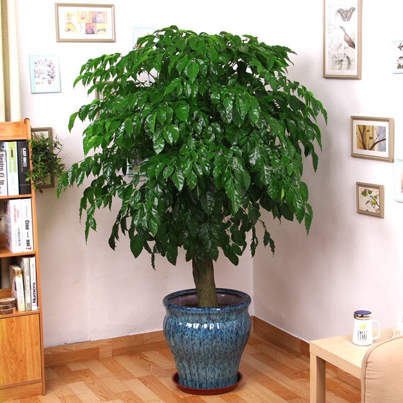 客厅最旺宅的大型植物（吸废气造氧气，旺家又吉利）-第13张图片